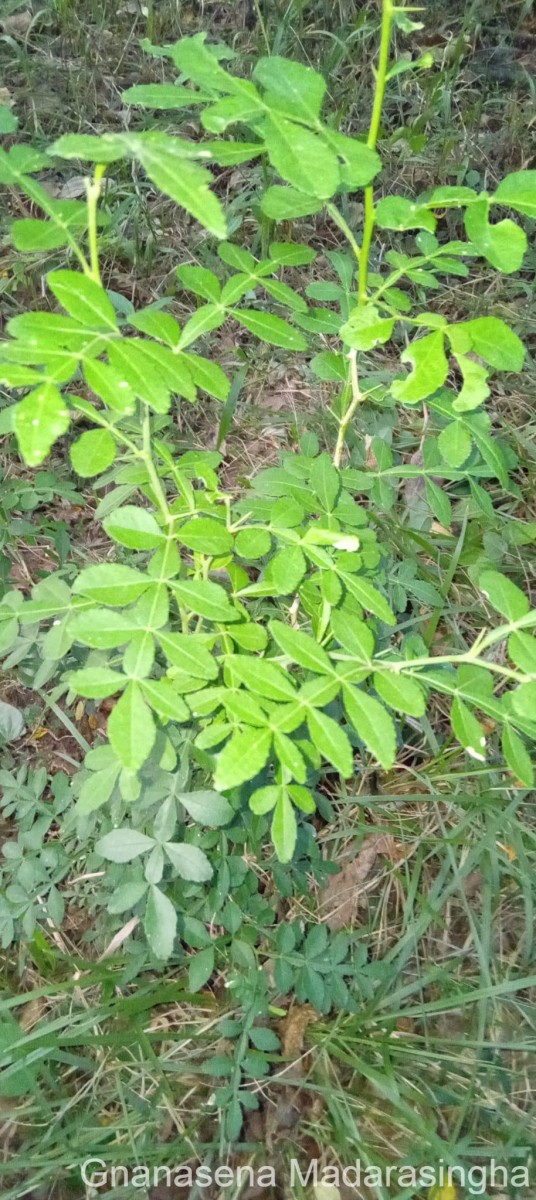 Naringi crenulata (Roxb.) Nicolson